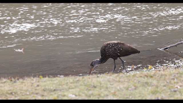 Limpkin - ML613433564