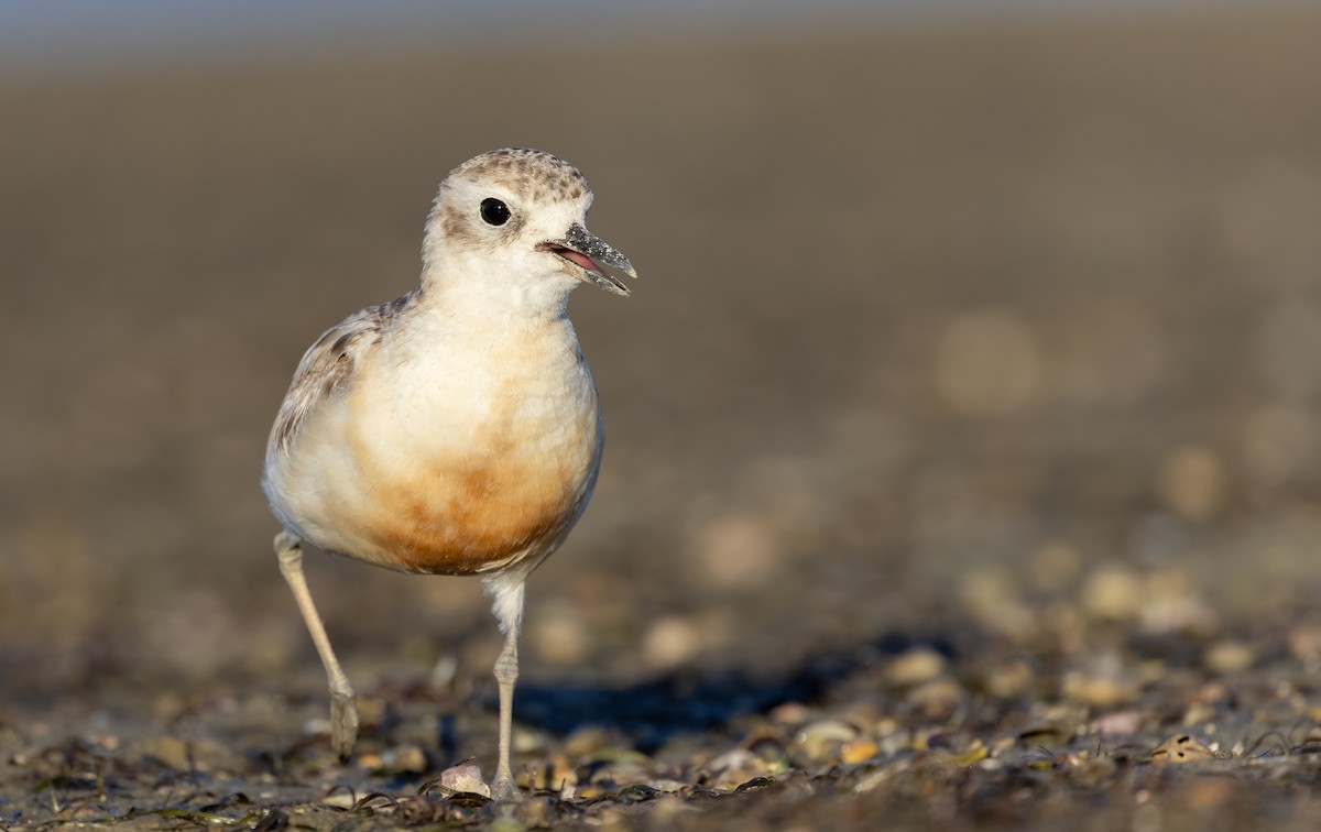 Red-breasted Dotterel (Northern) - ML613433584