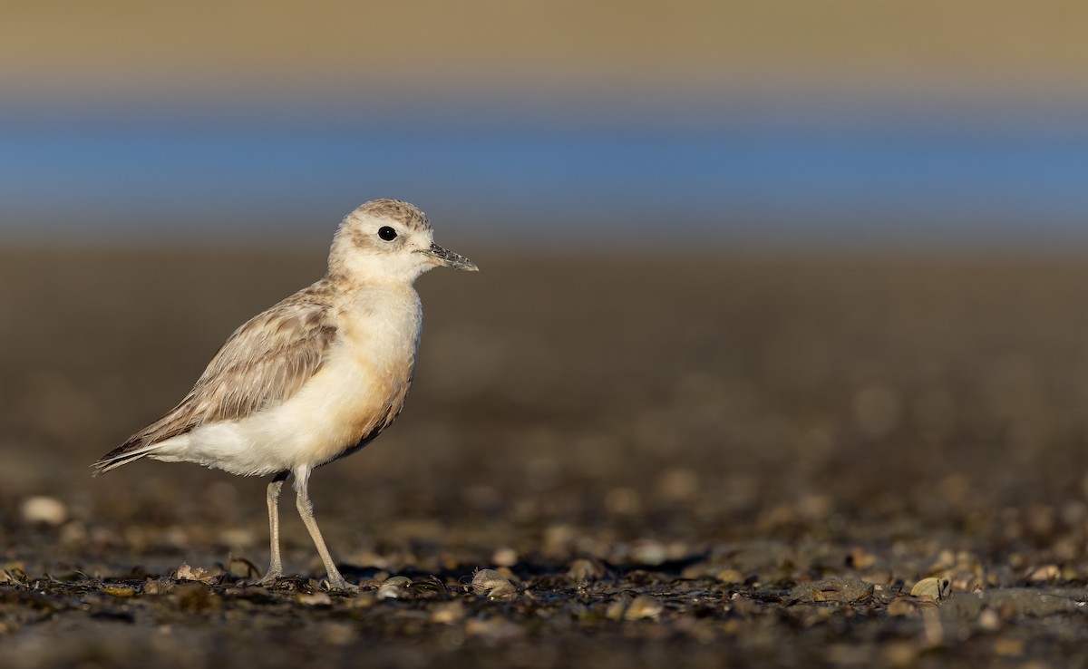 Red-breasted Dotterel (Northern) - ML613433585