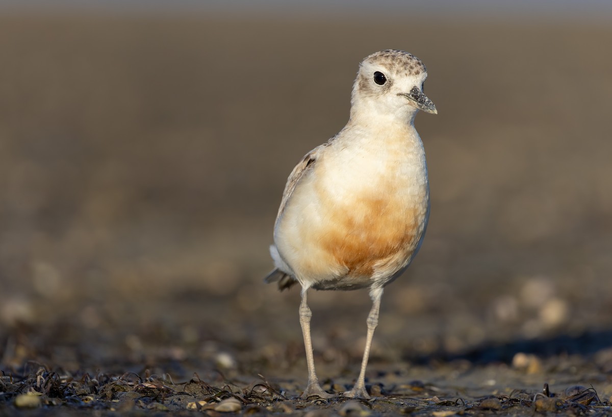 Red-breasted Dotterel (Northern) - ML613433586
