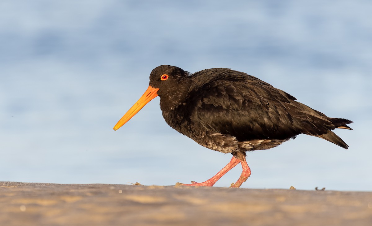 Variable Oystercatcher - ML613433601