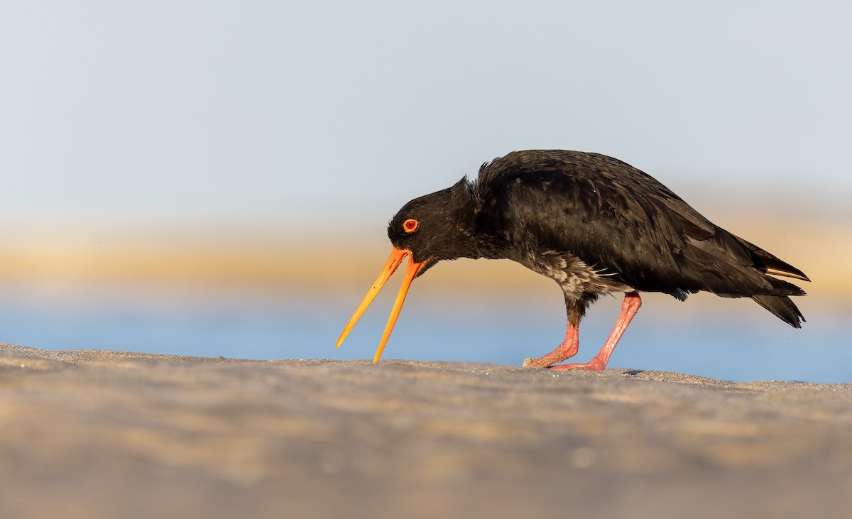 Variable Oystercatcher - ML613433602