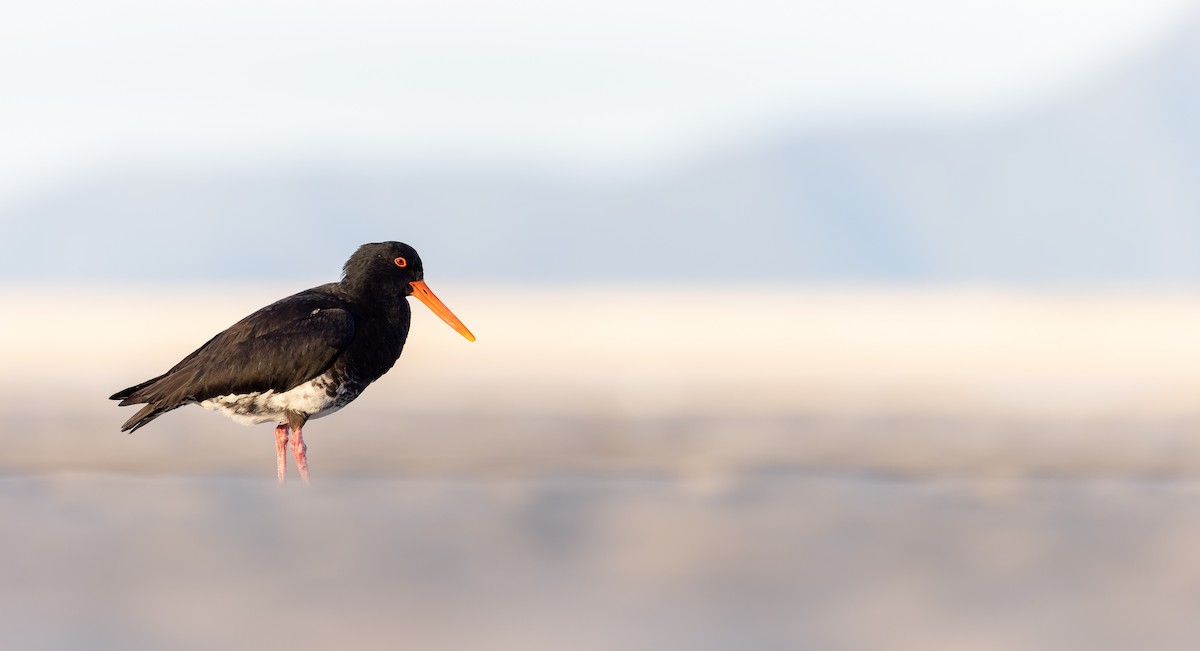 Variable Oystercatcher - Ian Davies