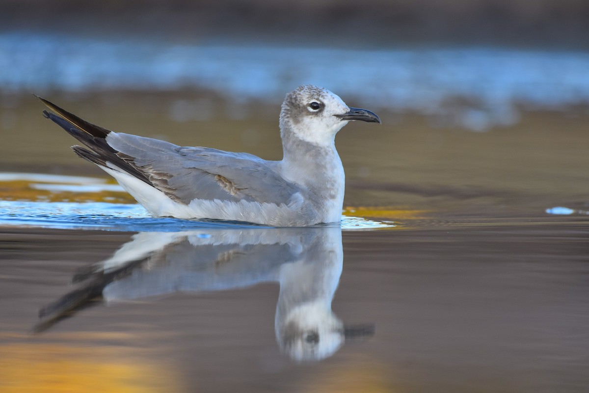 Mouette atricille - ML613433637