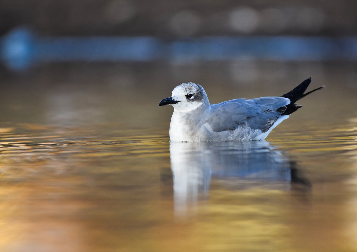 Mouette atricille - ML613433639