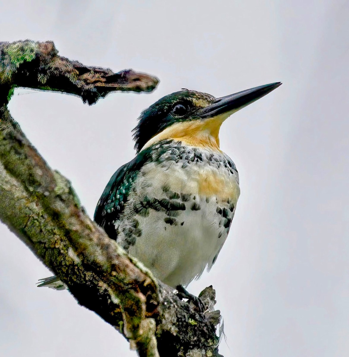 Green Kingfisher - ML613433817