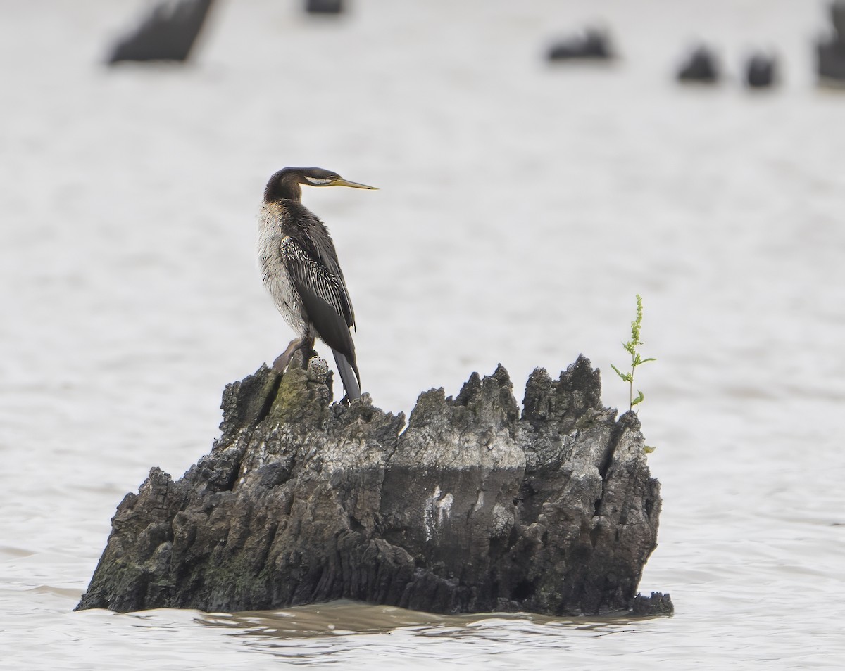 Anhinga Australiana - ML613433838