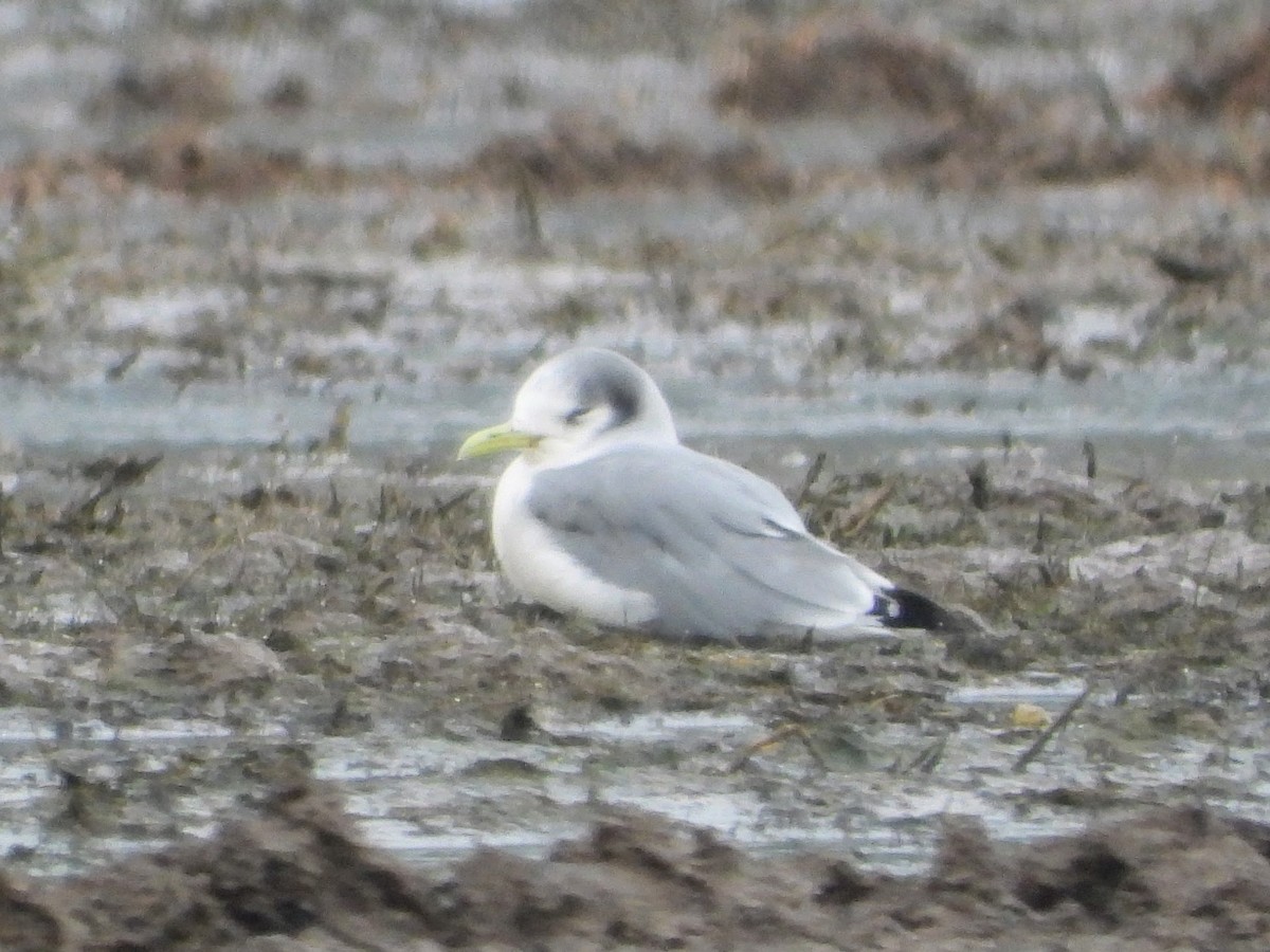 Black-legged Kittiwake - Silas Lewis