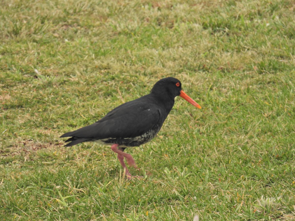 Variable Oystercatcher - Paul & Koni Fank