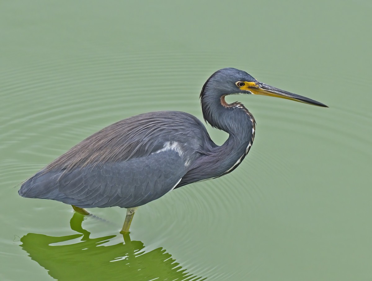 Tricolored Heron - ML613433913