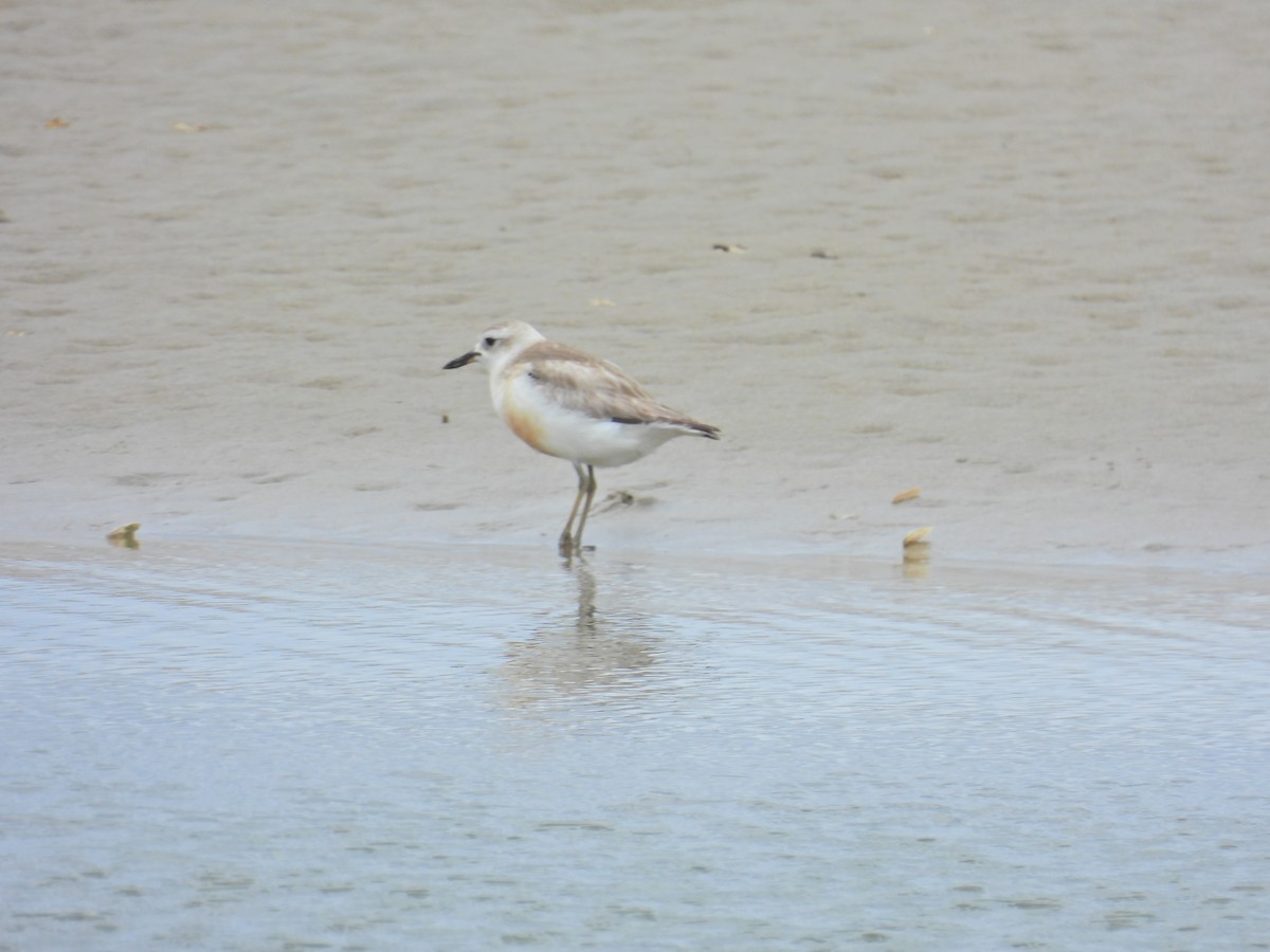 Red-breasted Dotterel - ML613433981