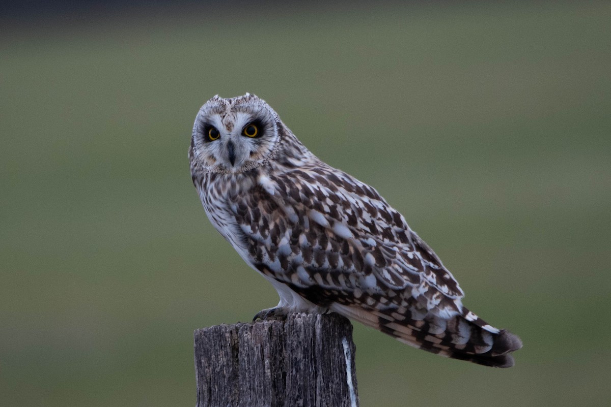 Short-eared Owl - Andrea Heine