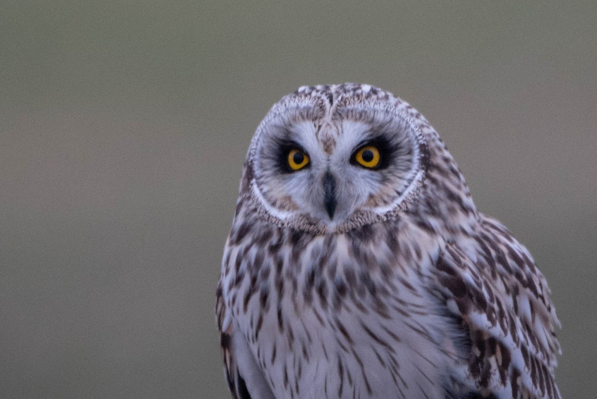 Short-eared Owl - Andrea Heine