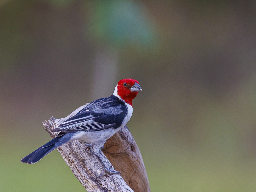 Red-cowled Cardinal - ML613434026