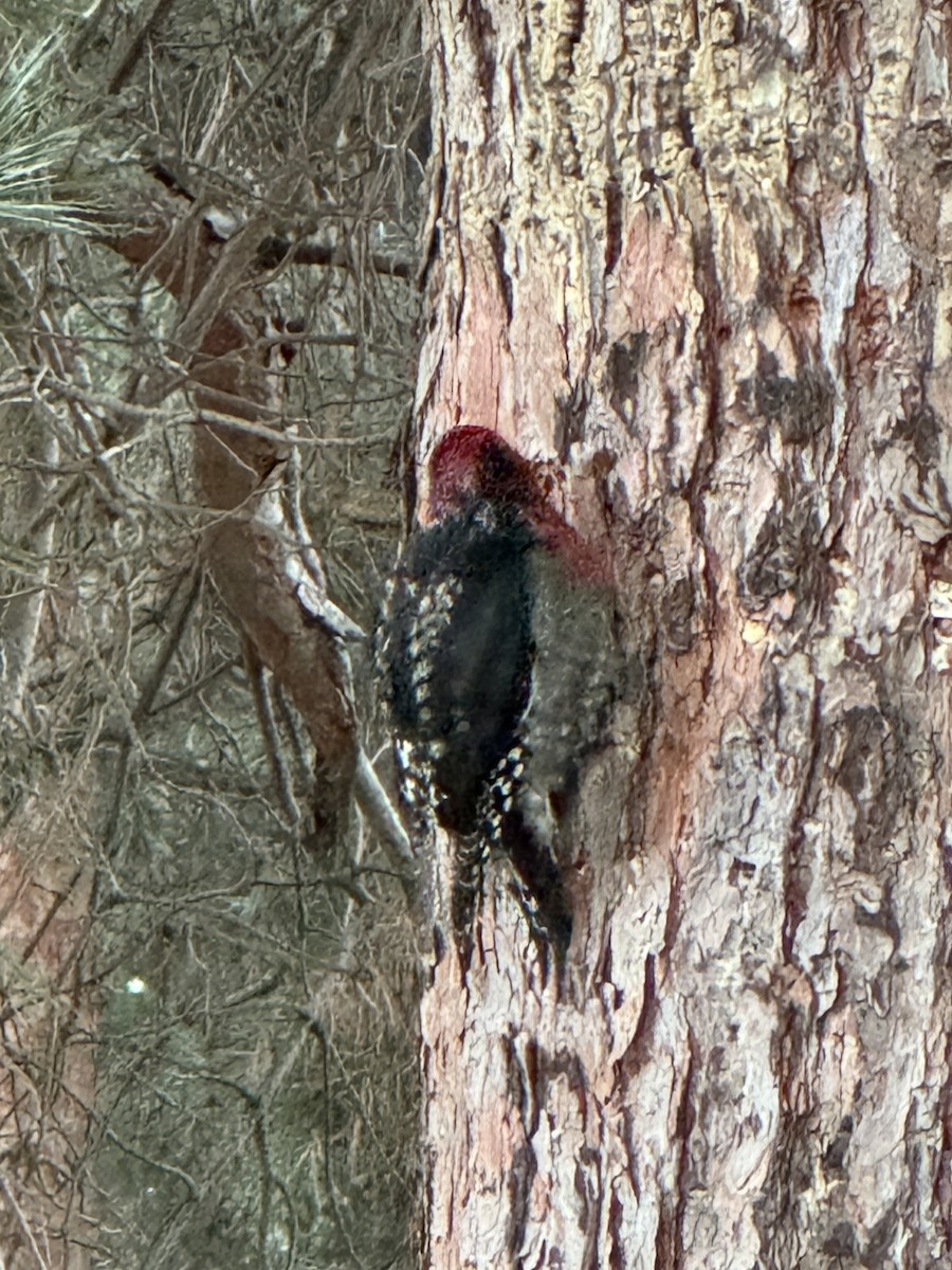 Red-breasted Sapsucker - ML613434050
