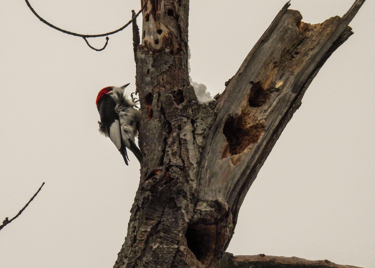 Red-bellied Woodpecker - ML613434055