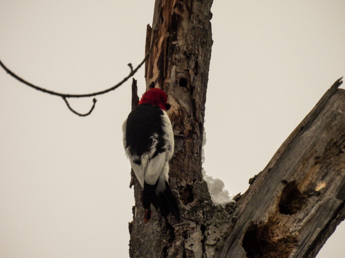 Red-bellied Woodpecker - ML613434090