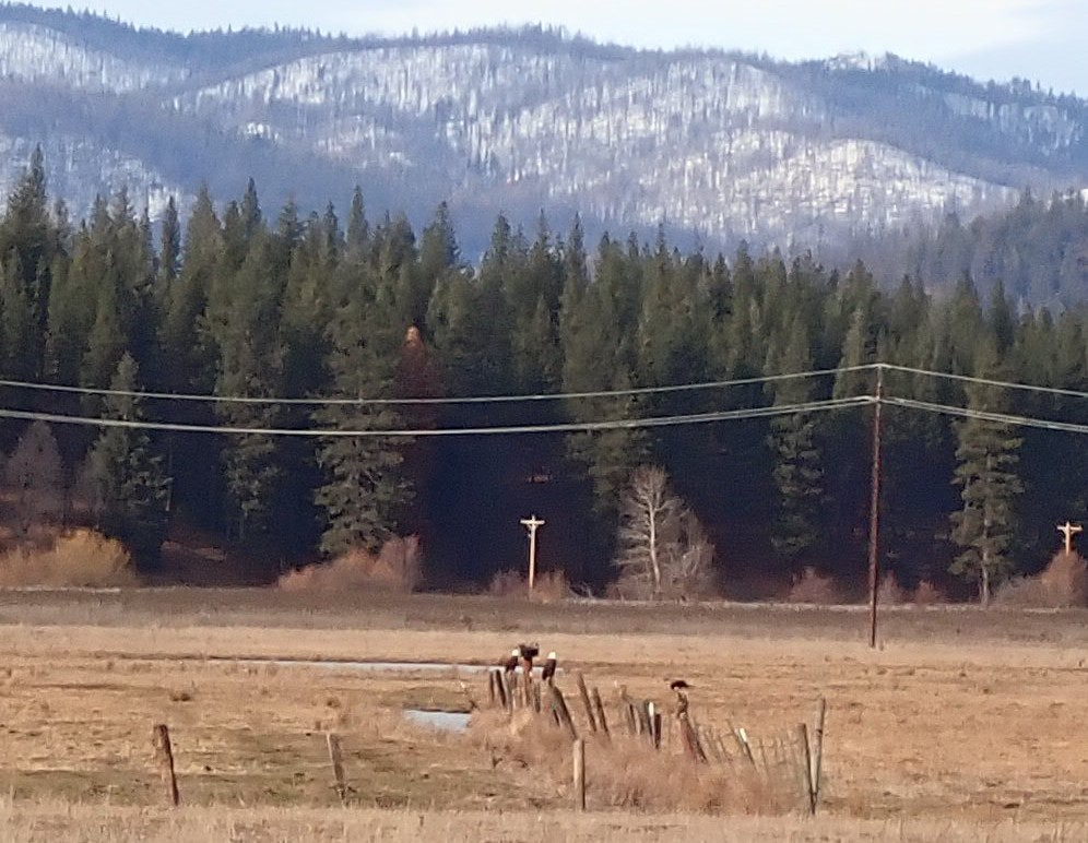 Bald Eagle - ML613434101
