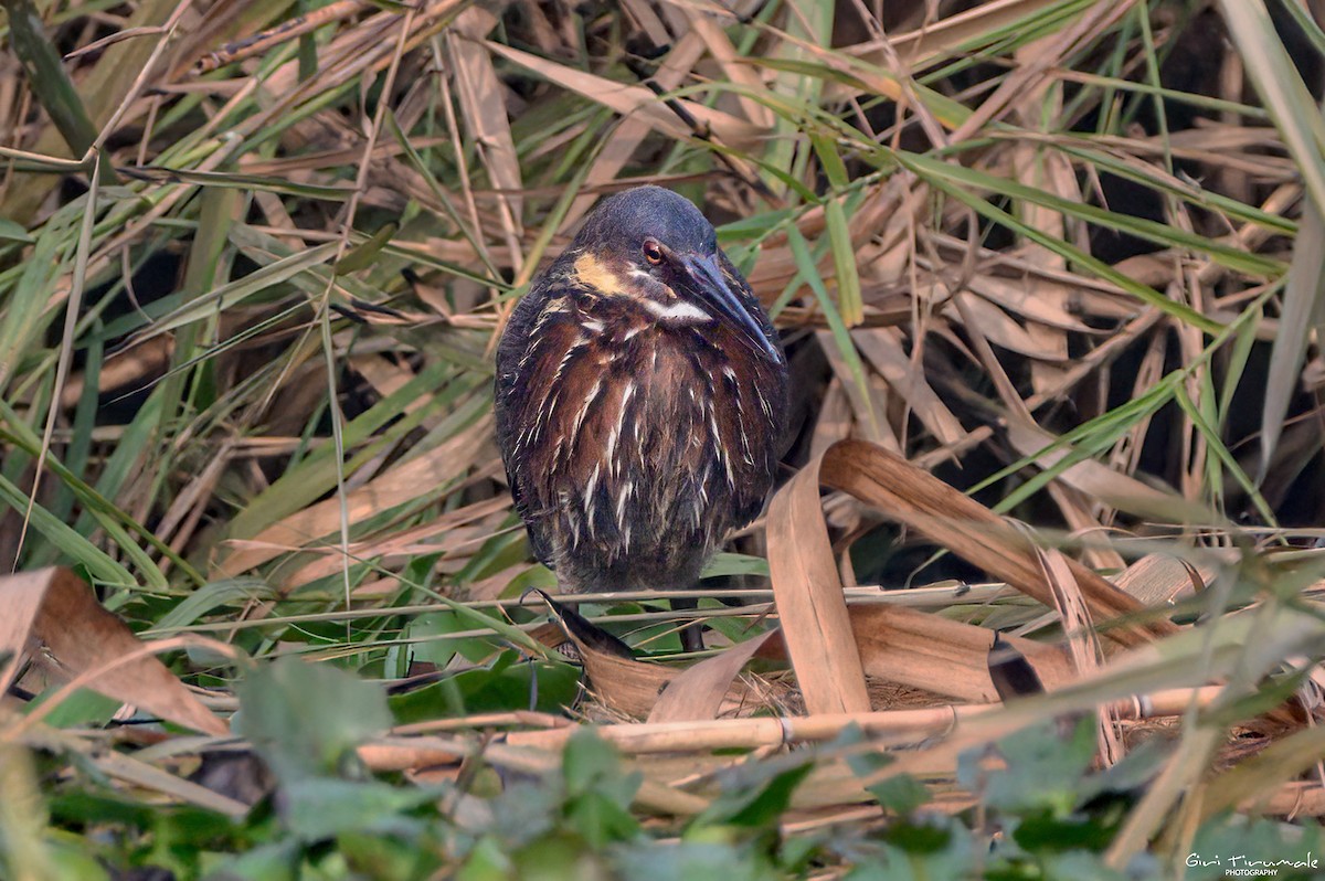 Black Bittern - Giri Tirumale