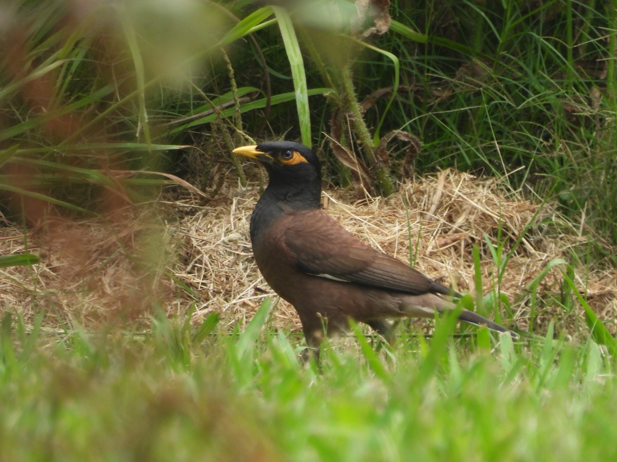 Common Myna - ML613434142