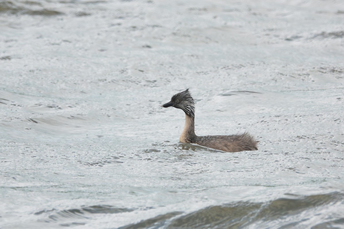 Hoary-headed Grebe - Eamon Riordan-Short