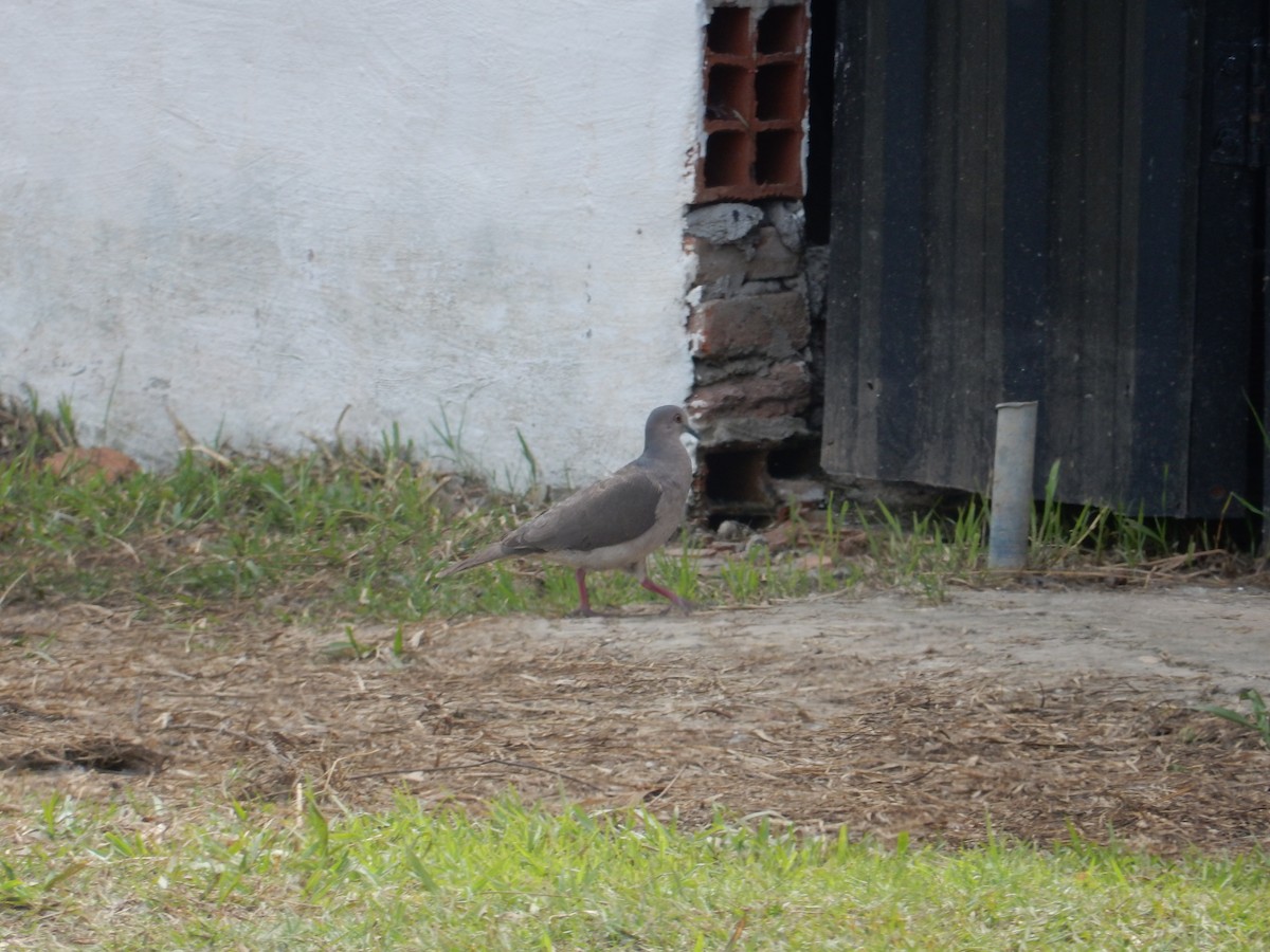 White-tipped Dove - lucas krasmanski