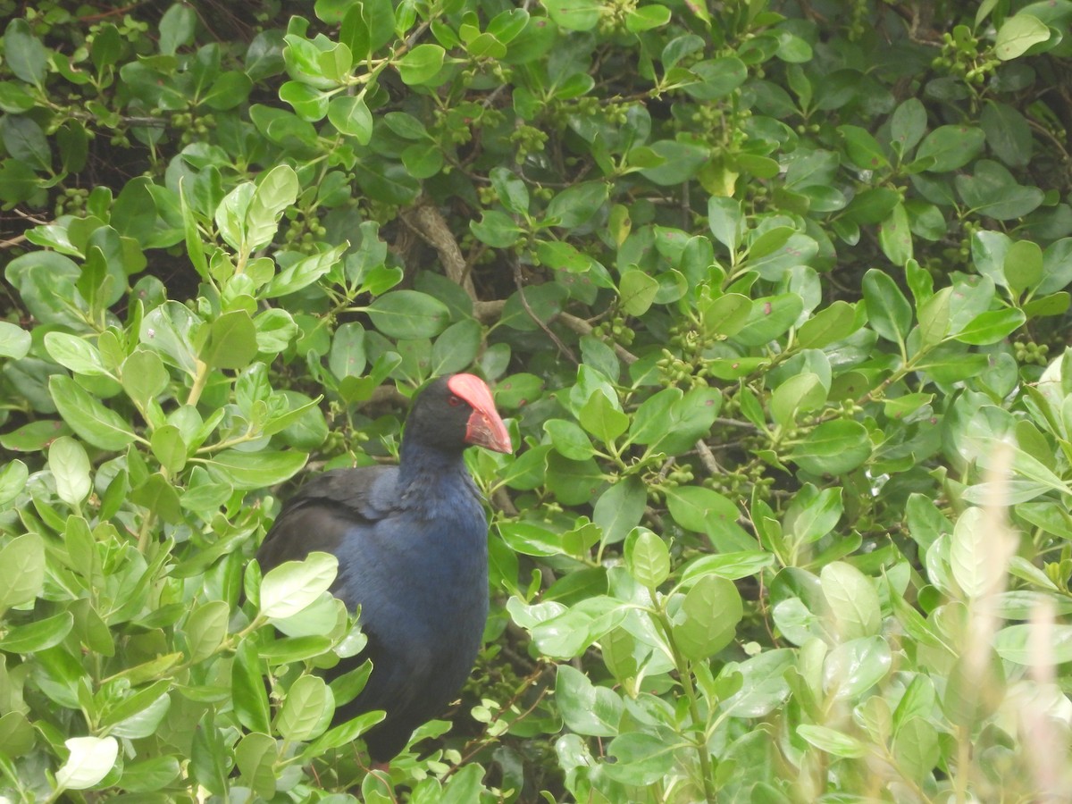 Australasian Swamphen - ML613434282