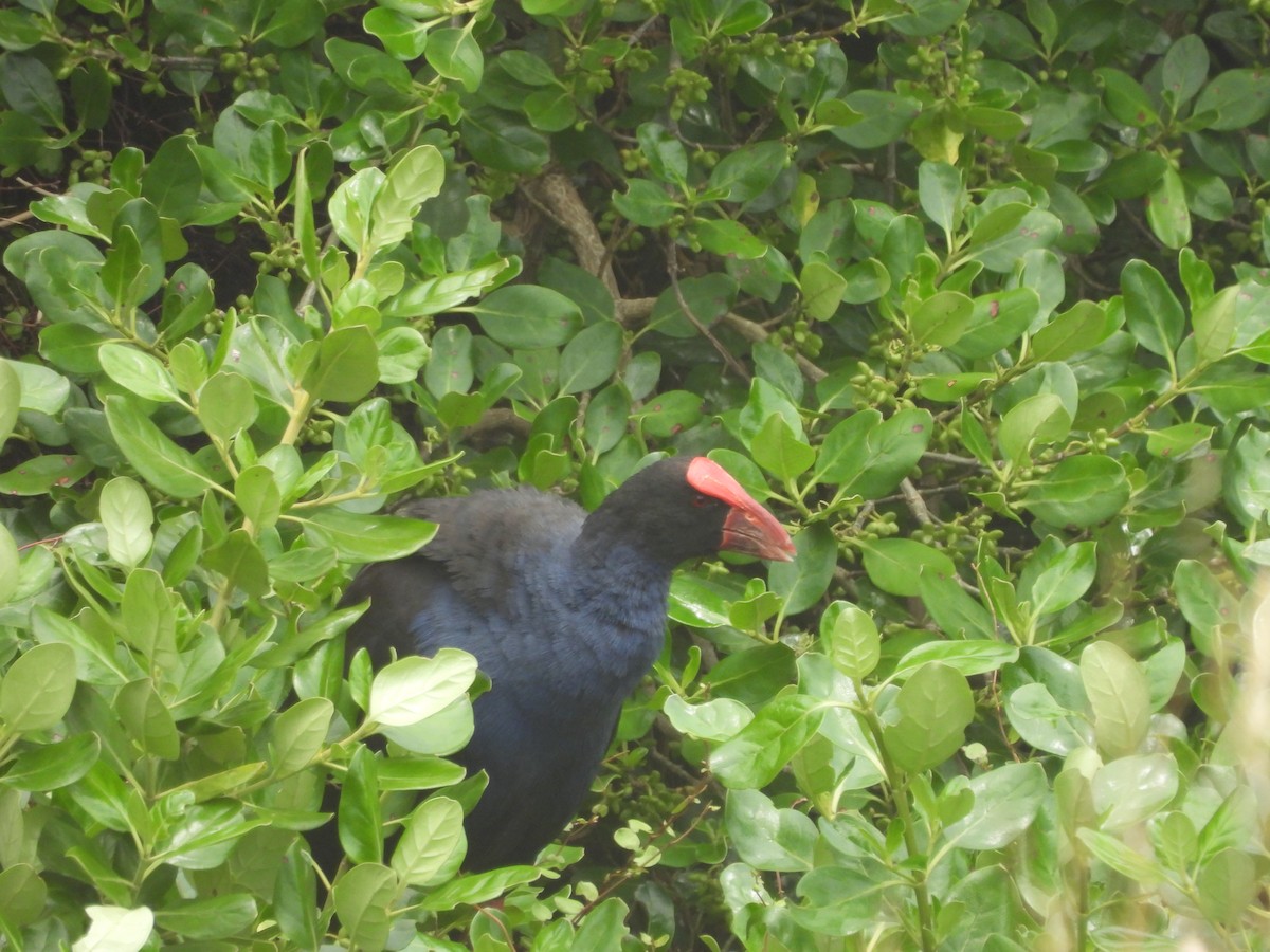 Australasian Swamphen - ML613434286