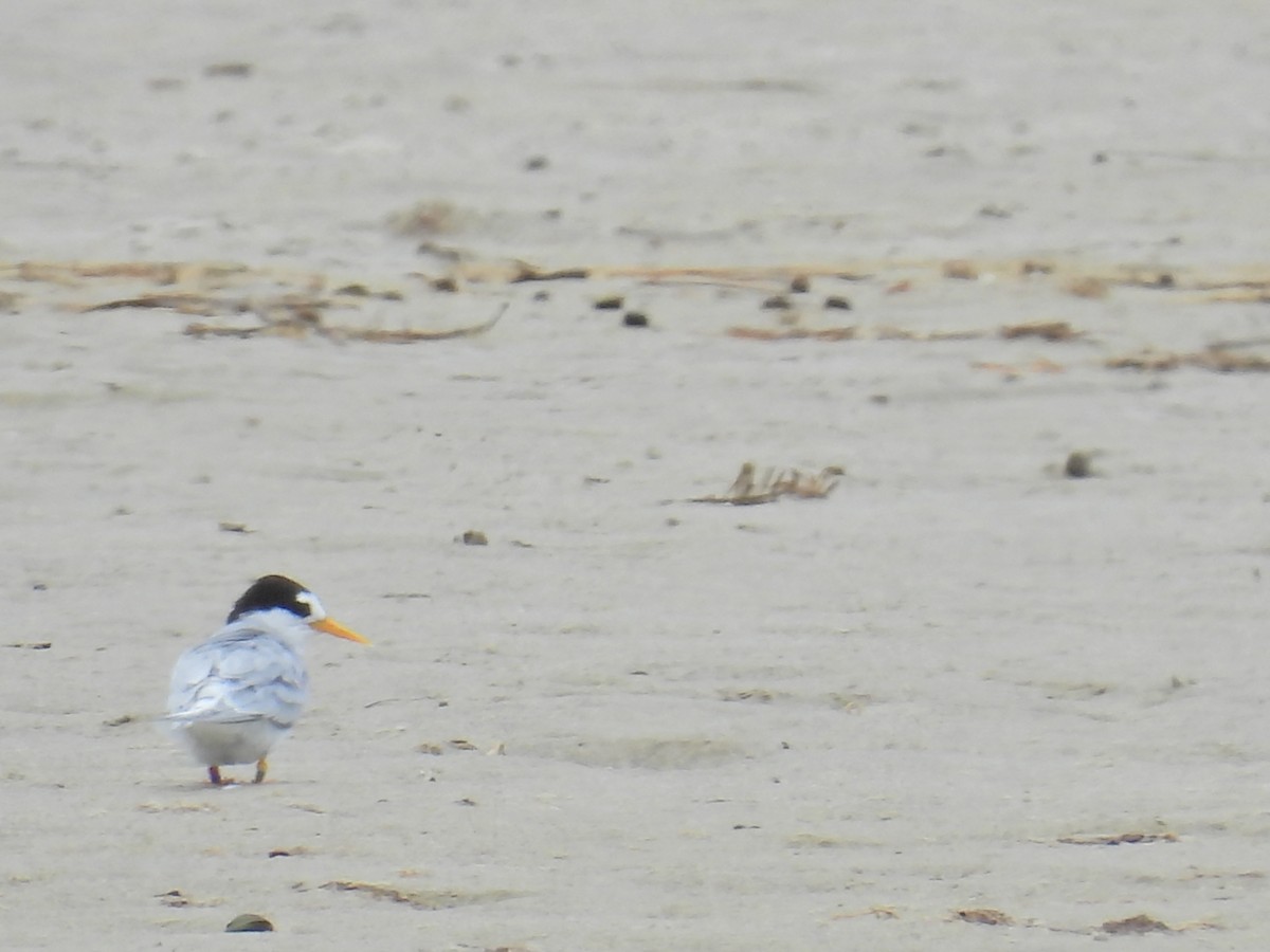 Australian Fairy Tern - ML613434307