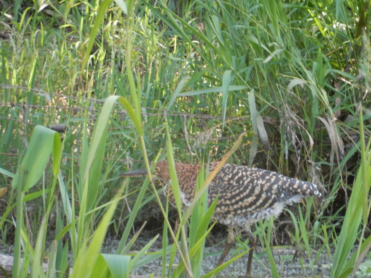 Rufescent Tiger-Heron - ML613434332