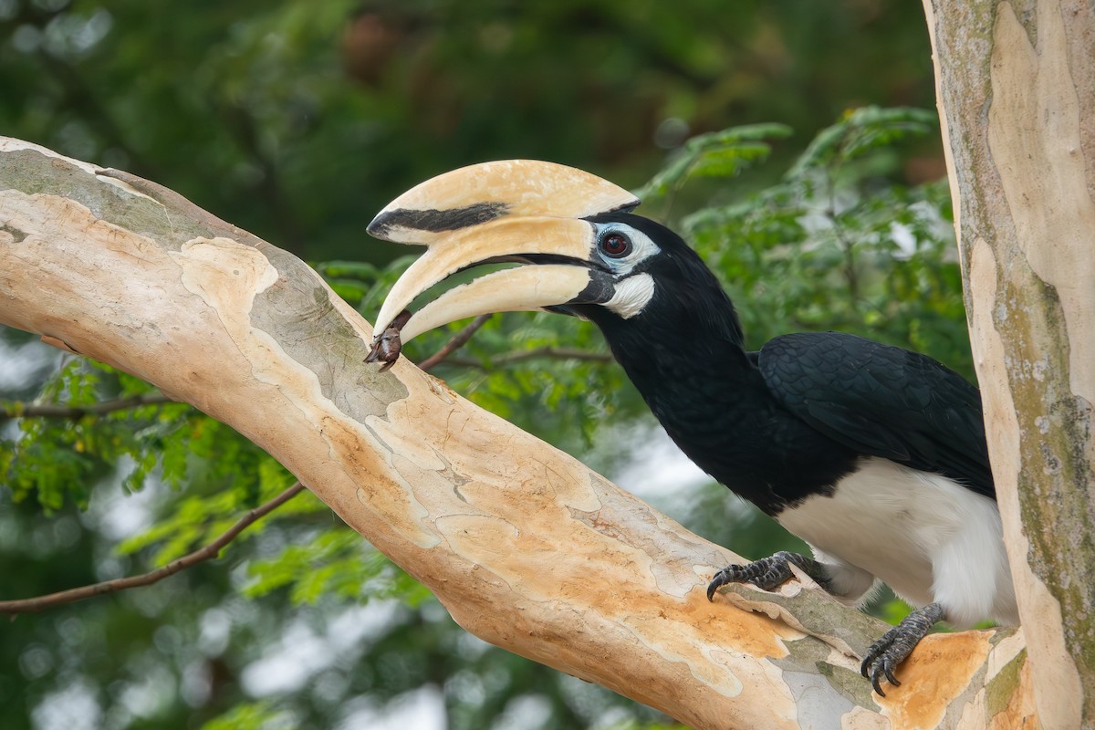 ML613434368 - Oriental Pied-Hornbill - Macaulay Library