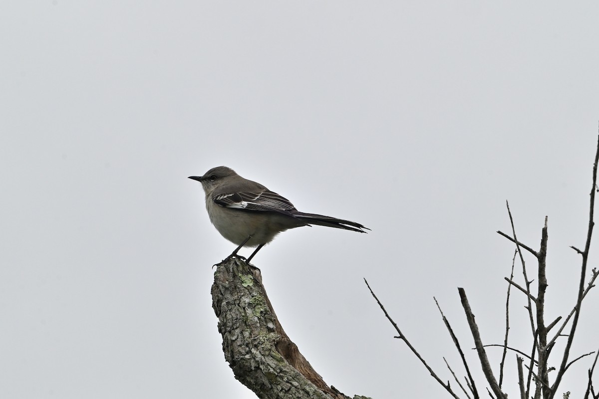 Northern Mockingbird - ML613434375