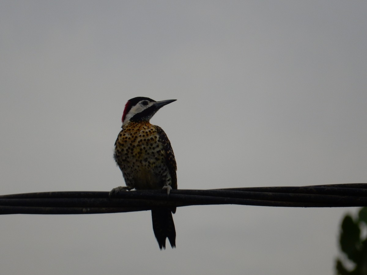 Green-barred Woodpecker - ML613434404