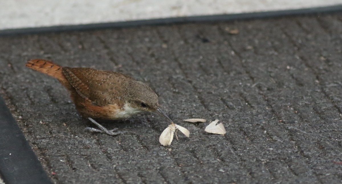 Canyon Wren - ML61343441