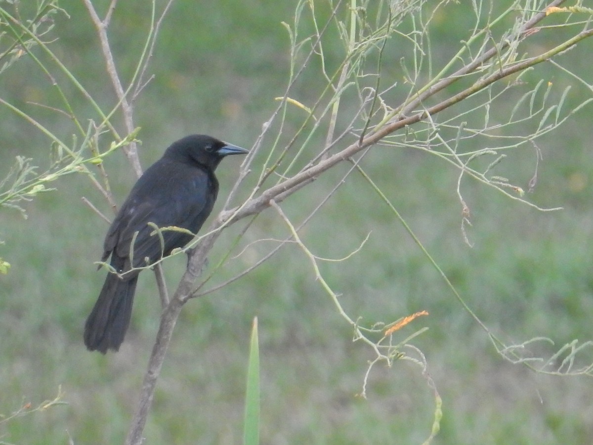 Unicolored Blackbird - ML613434422