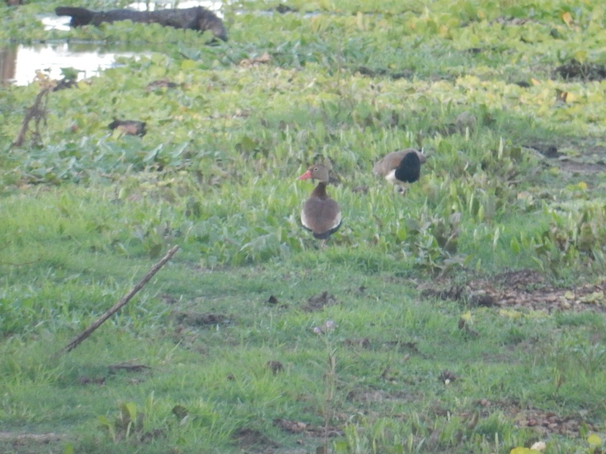 Black-bellied Whistling-Duck - ML613434430