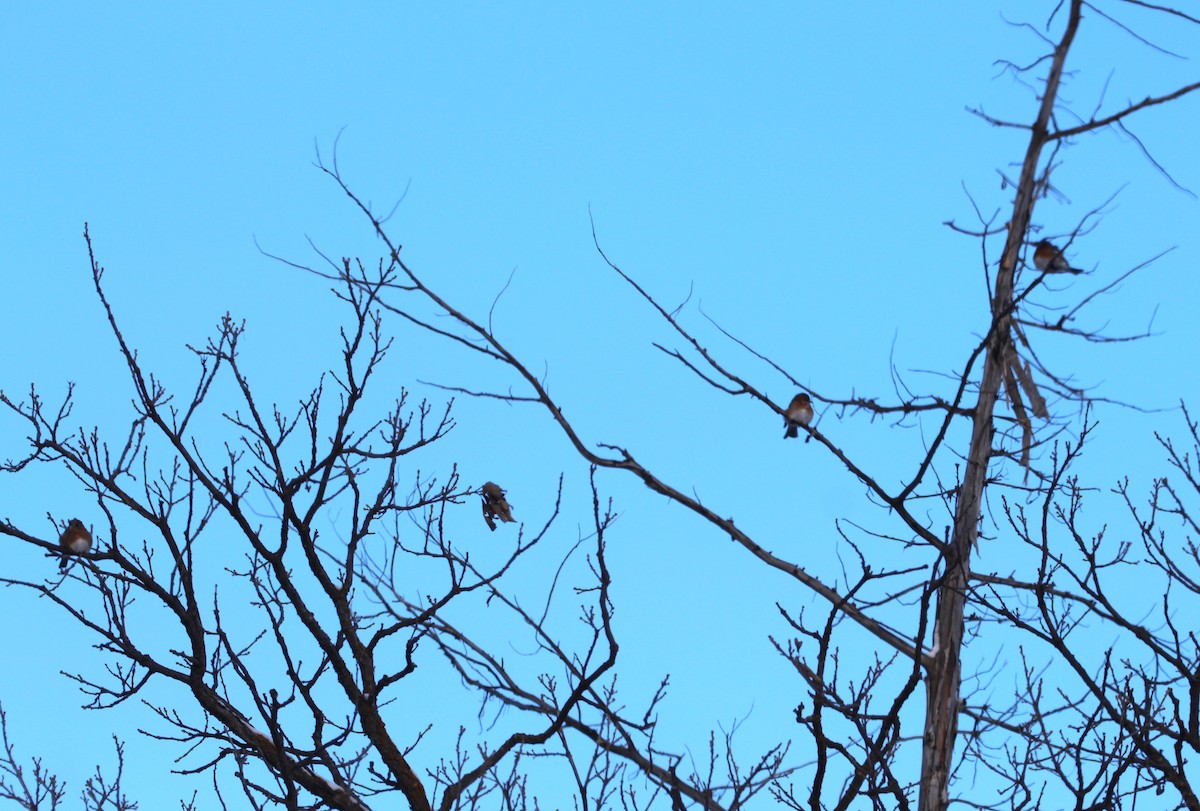 Eastern Bluebird - ML613434475