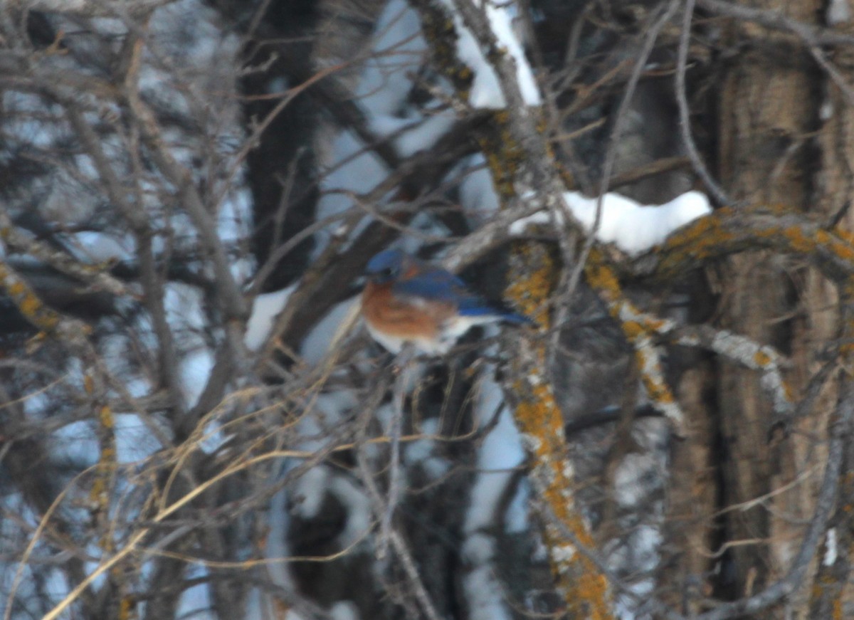 Eastern Bluebird - ML613434486