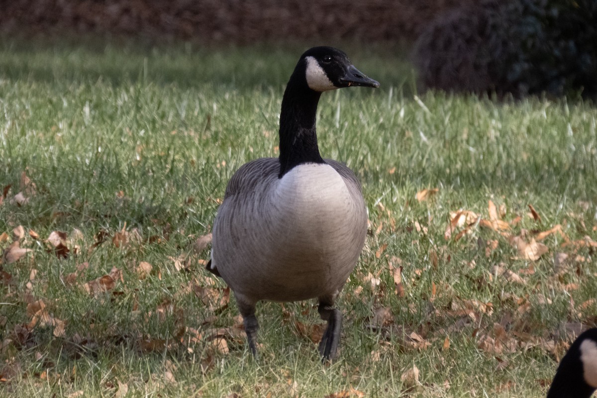 カナダガン - ML613434496