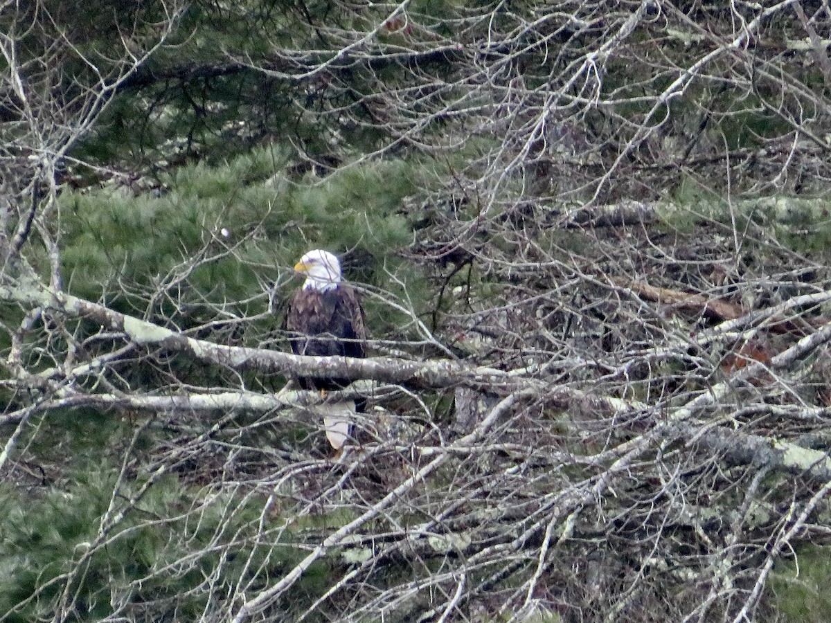 Bald Eagle - ML613434501