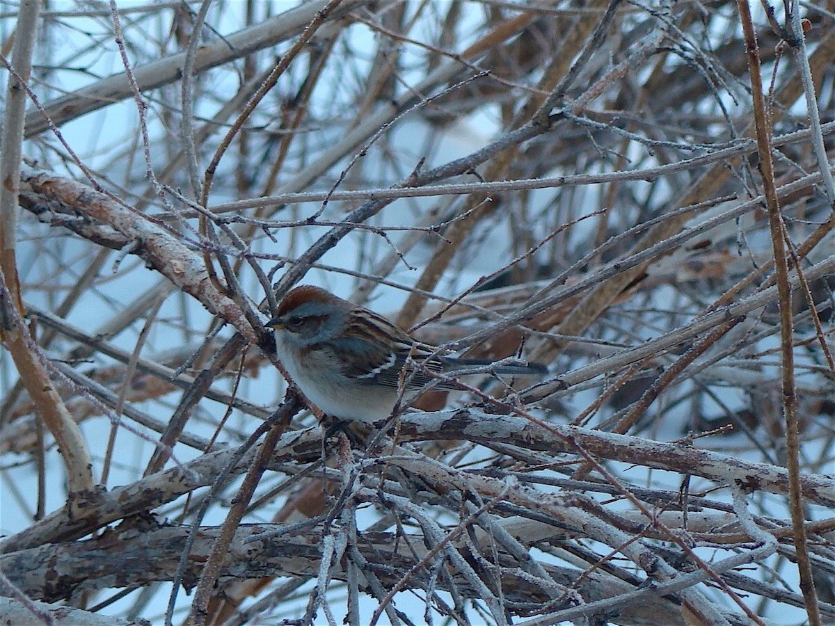 American Tree Sparrow - ML613434507