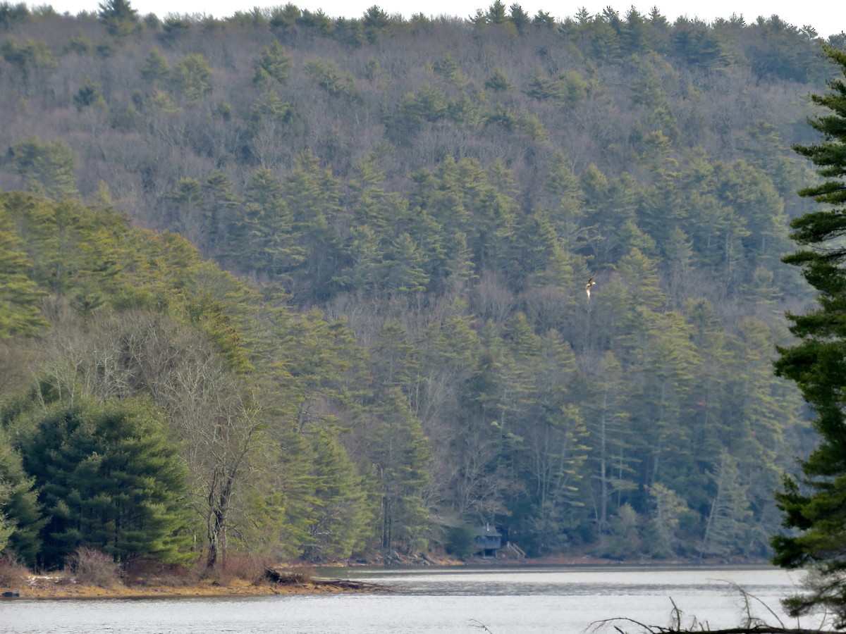 Bald Eagle - ML613434511