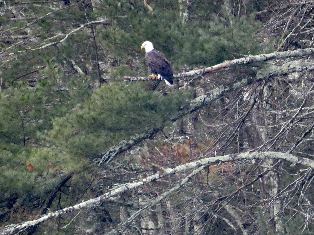 Bald Eagle - ML613434513