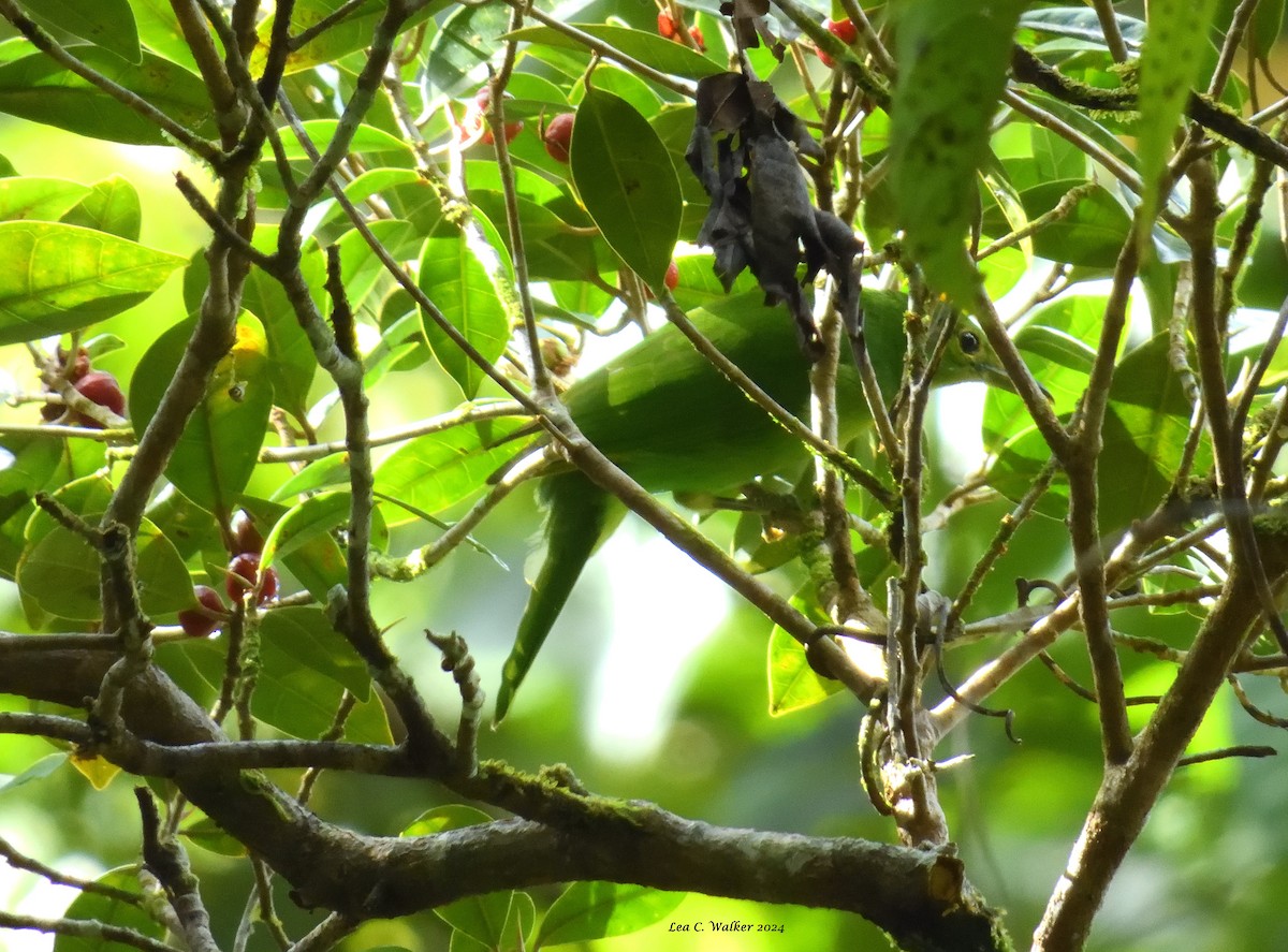 Philippine Leafbird - ML613434526