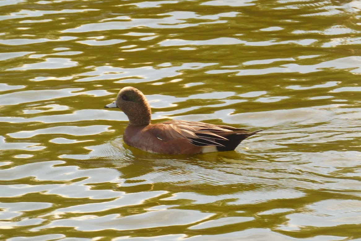 American Wigeon - ML613434529