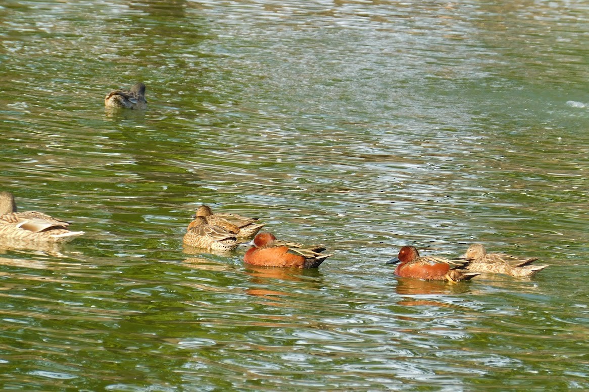 Cinnamon Teal - ML613434533