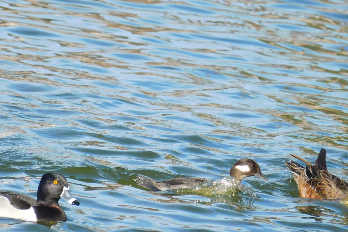 Bufflehead - ML613434544
