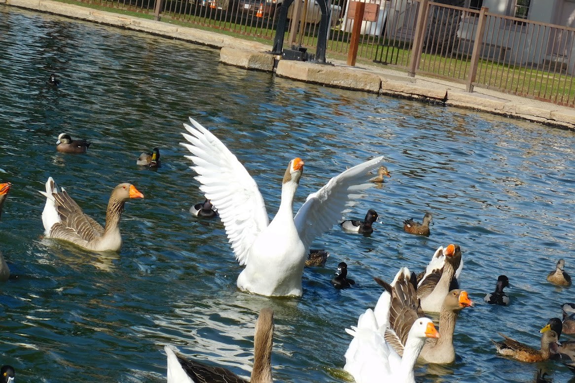 галуу (тэжээмэл) - ML613434548