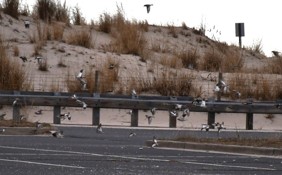 Snow Bunting - ML613434550