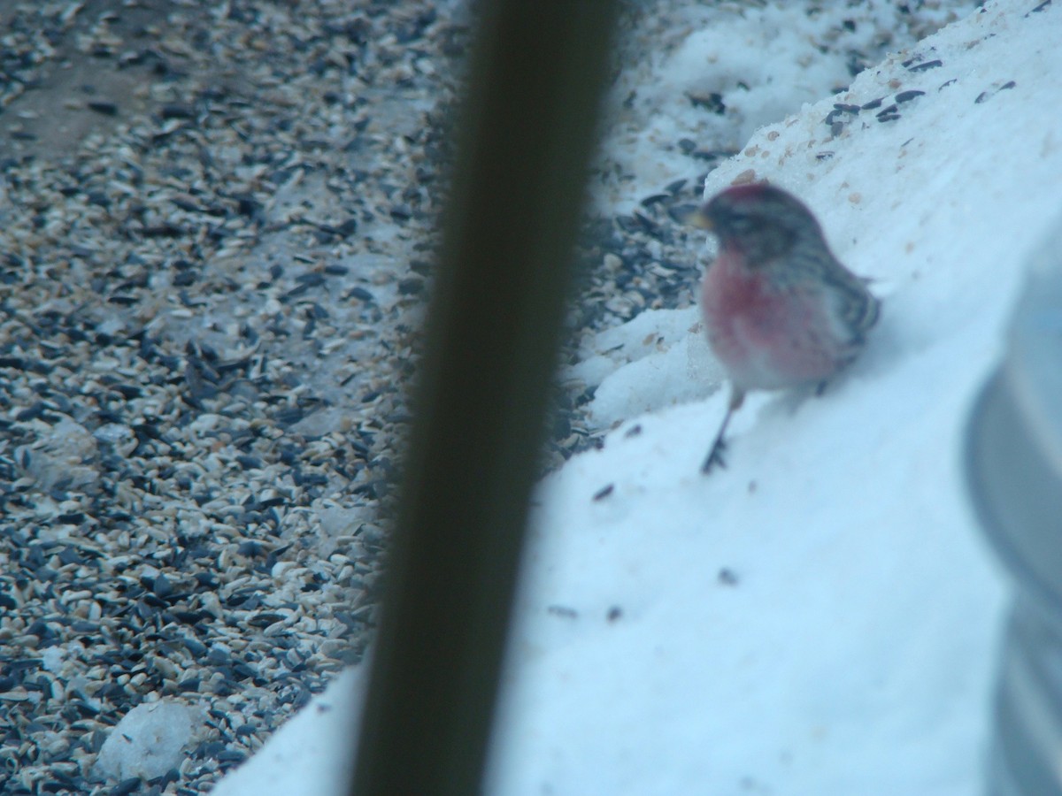 Common Redpoll - Peggy Blair